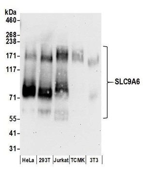 Rabbit SLC9A6 Antibody
