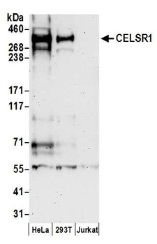 Rabbit CELSR1 Antibody