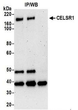 Rabbit CELSR1 Antibody
