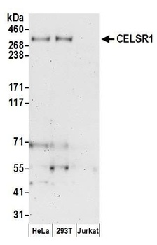 Rabbit CELSR1 Antibody