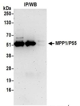 Rabbit MPP1/P55 Antibody