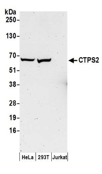 Rabbit CTPS2 Antibody