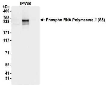 Rabbit RNA Polymerase II, Phospho (S5) Antibody