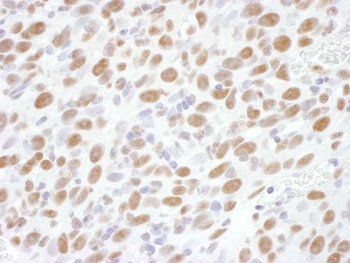 Rabbit RNA Polymerase II, Phospho (S2) Antibody