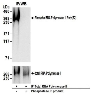 Rabbit RNA Polymerase II, Phospho (S2) Antibody