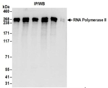 Rabbit RNA Polymerase II, Phospho (S2) Antibody