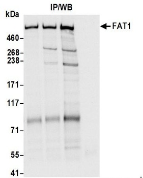 Rabbit FAT1 Antibody