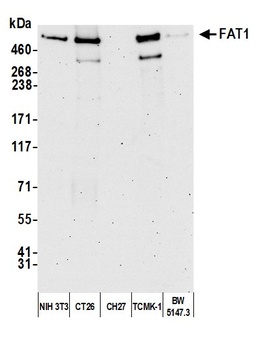 Rabbit FAT1 Antibody