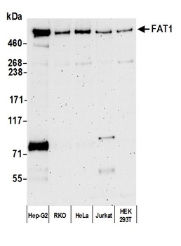 Rabbit FAT1 Antibody