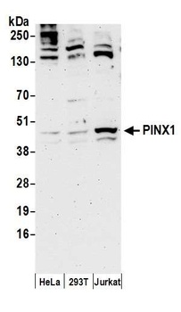 Rabbit PINX1 Antibody
