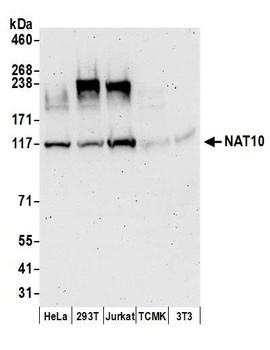 Rabbit NAT10 Antibody