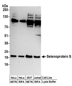 Rabbit anti-Selenoprotein S Antibody