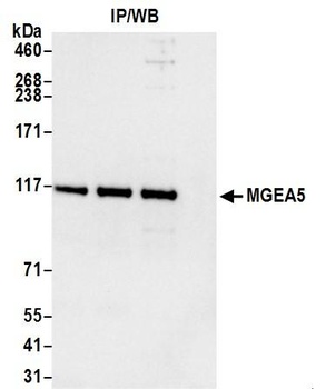 Rabbit MGEA5 Antibody