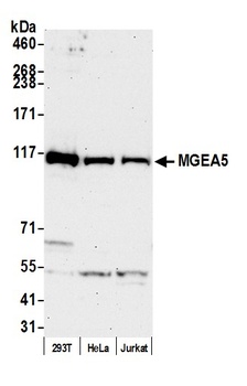 Rabbit MGEA5 Antibody