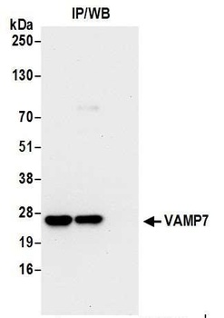 Rabbit VAMP7 Antibody