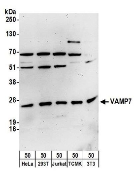 Rabbit VAMP7 Antibody