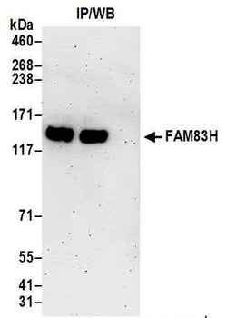 Rabbit FAM83H Antibody