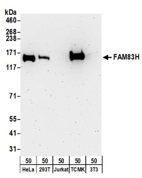 Rabbit FAM83H Antibody