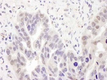 Rabbit PolD2 Antibody