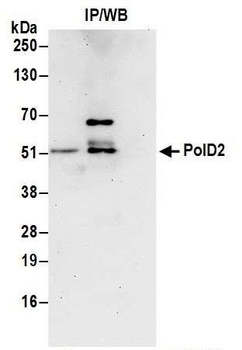 Rabbit PolD2 Antibody