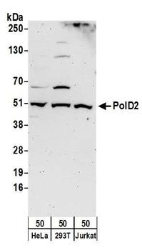 Rabbit PolD2 Antibody