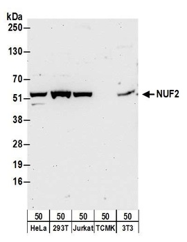 Rabbit NUF2 Antibody