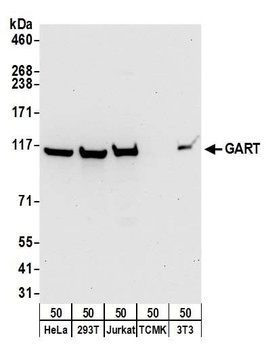 Rabbit GART Antibody