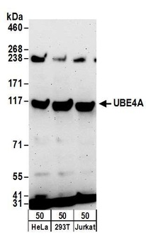 Rabbit UBE4A Antibody