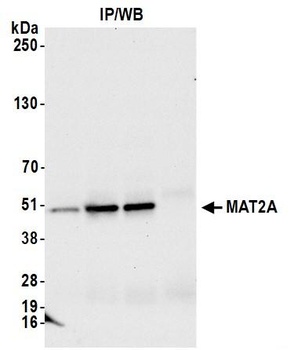 Rabbit MAT2A Antibody