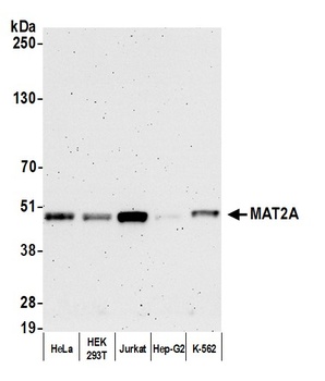 Rabbit MAT2A Antibody