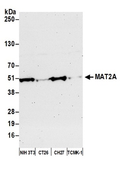 Rabbit MAT2A Antibody