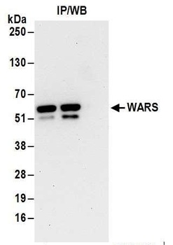 Rabbit WARS Antibody