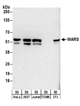 Rabbit WARS Antibody