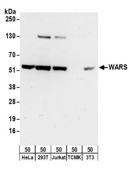 Rabbit WARS Antibody