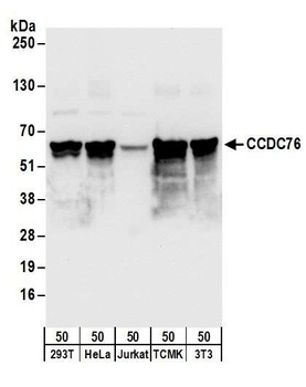 Rabbit CCDC76 Antibody