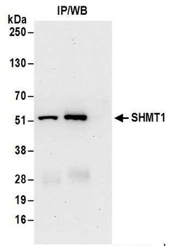 Rabbit SHMT1 Antibody