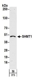 Rabbit SHMT1 Antibody