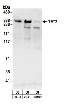 Rabbit TET2 Antibody