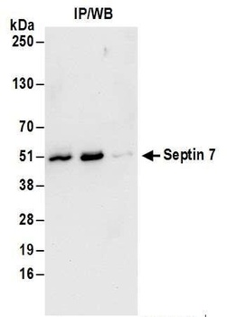 Rabbit anti-Septin 7 Antibody