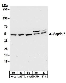 Rabbit anti-Septin 7 Antibody