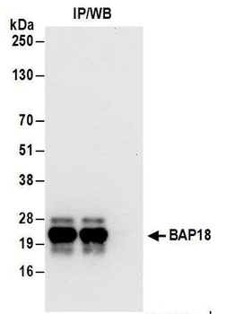 Rabbit anti-BAP18 Antibody