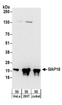 Rabbit anti-BAP18 Antibody