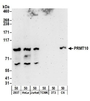 Rabbit PRMT10 Antibody