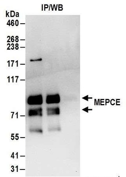 Rabbit MEPCE Antibody