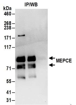 Rabbit MEPCE Antibody