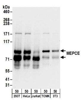 Rabbit MEPCE Antibody