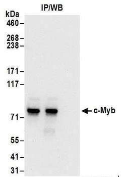 Rabbit c-Myb Antibody