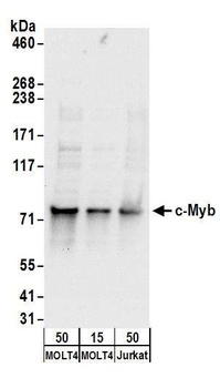 Rabbit c-Myb Antibody