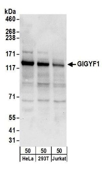 Rabbit GIGYF1 Antibody