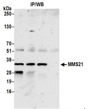Rabbit MMS21 Antibody